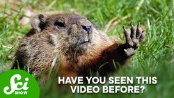 The REAL Science of Groundhogs Instructional Video