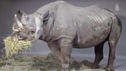 Jooba's Journey, the plight of the Eastern Black Rhino Instructional Video