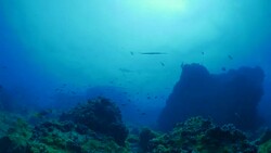 Undersea diving at deep sea reef of Darwin Island, Galapagos Stock Footage