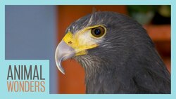 Hawk Beak Trim and New Anklets Instructional Video