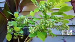 Garden Guide: These native plants are fun, unusual, and easy to grow! Instructional Video