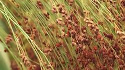 Cultivated sorghum bicolor or great millet Stock Footage