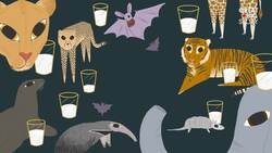 Unlocking secrets: Inside the exotic animal milk repository Instructional Video