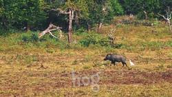 Australian Animals! Our Biggest Video of Animals in Australia for Kids Instructional Video