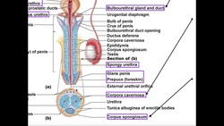 Male Reproductive Anatomy | Penis & Urethra Instructional Video