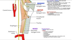 Cranial Nerve X - Vagus Nerve [Part 2b] | Structure & Functions of UQ & Thoracic Branches Instructional Video