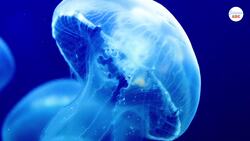 How to live without a heart or a brain - Lessons from a Jellyfish Instructional Video