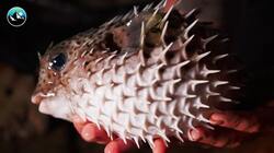 Deadly Fish Caught By Hand Instructional Video