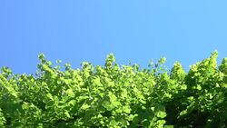 BOTTOM UP Bright sunlight shines on vibrant green leaves on a perfect sunny day. Stock Footage