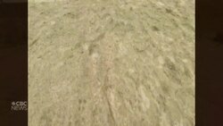 Memories of a national softball championship are as vivid as ever for N.L. players 50 years later News Clip