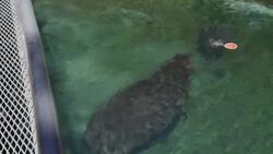 Making a Hippo Happy Is Easy! Just Give Her a Water Cannon! Instructional Video