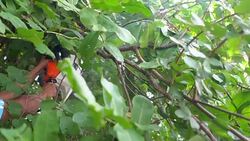 Chainsaw cutting into a tree : Slow motion Stock Footage