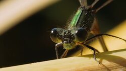 Dragonfly Lestes Dryas on a yellow cane leaf. Stock Footage