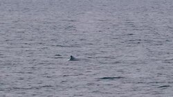 Humpback whale in the Antarctic sea Stock Footage