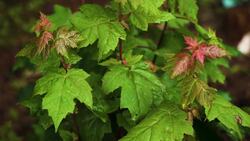 What If You Eat Mango Skin? Instructional Video