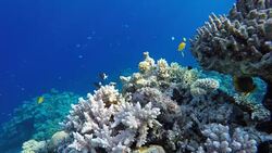Video shooting at a shallow depth. The corals and tropical fish. Stock Footage
