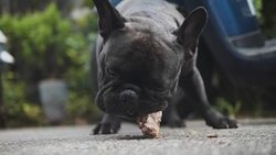 Senior Asian man feed food to french two bulldog. Concept: a parodist dog, favorite animals, true friends, a dog's pedigree, a friend's dog, a small wool, play Stock Footage