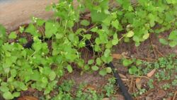 The Versatile Uses and Benefits of Buckwheat Instructional Video