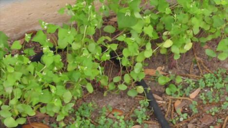 The Versatile Uses and Benefits of Buckwheat