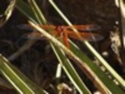 ¿Qué es un insecto?: introducción Instructional Video