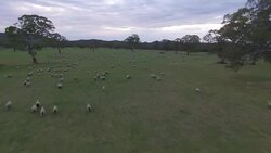 Drone over Australian farm, sheep herd Stock Footage