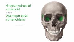 Sphenoid bone Instructional Video