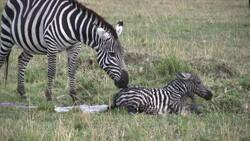 Mammal Instructional Video