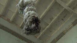 Tourists Visiting Chernobyl Exclusion Zone News Clip