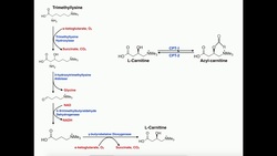 Exercise Physiology | Carnitine Biosynthesis & CPT Reactions Instructional Video