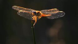 Odonata, Ruddy darter. (Sympetrum sanguineum) Stock Footage