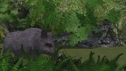 Animals becoming nocturnal to avoid humans Instructional Video