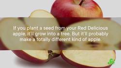 Manipulating plant genes...through grafting! Instructional Video