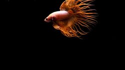 Capture the moving moment of siamese fighting fish, Crowntail betta red fish isolated on black background Stock Footage
