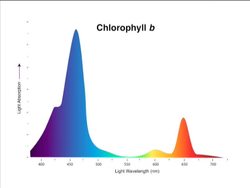 Photosynthesis: Video Review Instructional Video