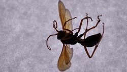 Legs of an Insect Stock Footage