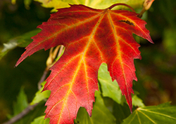 Life Without the Moon Instructional Video