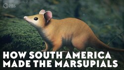 How South America Made the Marsupials Instructional Video