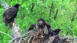 Exploring eagle nests, a biologist's daring job Instructional Video