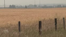 Late summer heat wave brings high harvest yields in Alberta News Clip