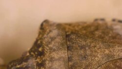 How to Get Rid of Stink Bugs Instructional Video