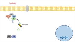 Non-Canonical NF-kB Signaling Pathway | Mechanism and Function Instructional Video