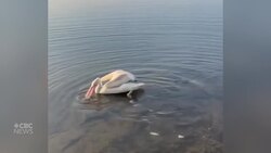 Penny the Pelican finds its way home News Clip