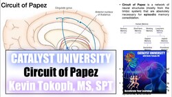 Circuit of Papez | Functions and Structure Instructional Video