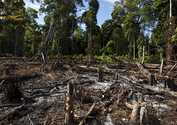 The Amazon rainforest Instructional Video