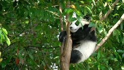 Giant panda bear cub on a tree Stock Footage