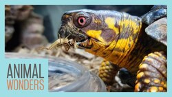 We Got 4,000 Crickets! Instructional Video