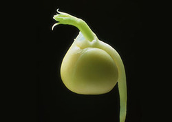 Germinación Instructional Video