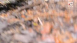 Mission Wild  A New Series From Great Big Story Instructional Video