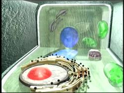 The Cell: Vacuoles and Lysosomes Instructional Video