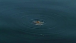 Fried egg jellyfish Stock Footage